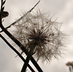 P4162462a